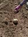 Planting Potatos Royalty Free Stock Photo