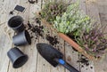 Planting Potted Blooming Heather in Flowerpot