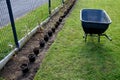 Planting potted plants in a row along the fence. hornbeam seedlings on the edge of the lawn will form a hedge. the gardener lands