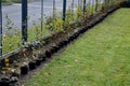 Planting potted plants in a row along the fence. hornbeam seedlings on the edge of the lawn will form a hedge. the gardener lands