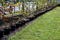 Planting potted plants in a row along the fence. hornbeam seedlings on the edge of the lawn will form a hedge. the gardener lands