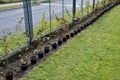 Planting potted plants in a row along the fence. hornbeam seedlings on the edge of the lawn will form a hedge. the gardener lands