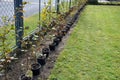Planting potted plants in a row along the fence. hornbeam seedlings on the edge of the lawn will form a hedge. the gardener lands