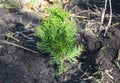 Planting potted thuja occidentalis in the garden
