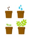 Planting process. How to grow plant from seed step by step. Vector illustration