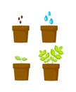 Planting process. How to grow plant from seed step by step. Vector illustration Royalty Free Stock Photo
