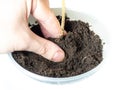 Planting process of a plant on a white background
