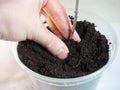 Planting process of a plant on a white background