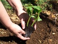 Planting pumpkin Royalty Free Stock Photo