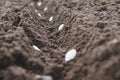 Planting pumpkin seeds in fresh dark soil. Closeup. Preparation for garden season in early spring Royalty Free Stock Photo