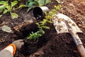 Planting pyracantha into soil. Gardener puts small evergreen seedling in hole dug out with shovel in spring garden Royalty Free Stock Photo