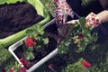 Planting red pelargonium in spring