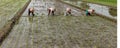 Planting rice seedlings Royalty Free Stock Photo