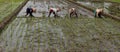 Planting rice seedlings Royalty Free Stock Photo