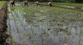 Planting rice seedlings Royalty Free Stock Photo