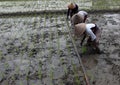 Planting rice seedlings Royalty Free Stock Photo