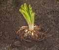 Planting roots daylily garden Royalty Free Stock Photo
