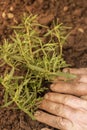 Planting rosemary herb plant in a garden.