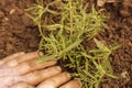 Planting rosemary herb plant in a garden.