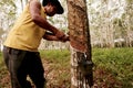 Planting rubber trees for latex production