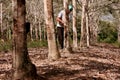 Planting rubber trees for latex production