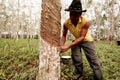 Planting rubber trees for latex production