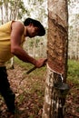 Planting rubber trees for latex production