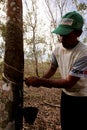 Planting rubber trees for latex production