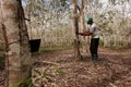 Planting rubber trees for latex production