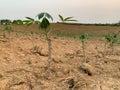 Planting rubber trees is sprouting, growing, progressing