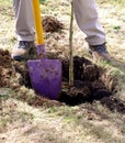 Planting sapling tree