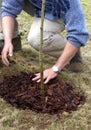 Planting sapling tree Royalty Free Stock Photo