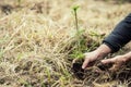 plantation of young trees for forest regeneration after intervention by natural elements