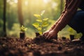 Planting saplings in rejuvenating forest. Generative AI