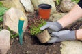 Planting a saxifraga bryoides Royalty Free Stock Photo