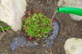 Planting a saxifraga bryoides Royalty Free Stock Photo