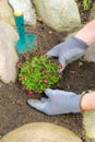 Planting a saxifraga bryoides Royalty Free Stock Photo