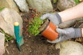 Planting a saxifraga bryoides Royalty Free Stock Photo