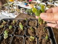 Planting Schlumbergera cactus plants in a pots Royalty Free Stock Photo