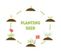 Planting Seed Banner, Stages of Growth of Flower from Seed, Timeline Infographic of Planting Garden Flower Vector