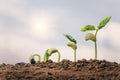 planting seed grow step concept in garden and blue sky with sun background. agriculture idea Royalty Free Stock Photo