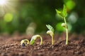 planting seed grow step concept in garden and sunlight. agriculture idea Royalty Free Stock Photo