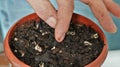 planting a seed in a pot of soil