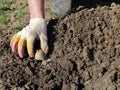 Planting seed potatoes in garden soil