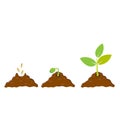 Planting seed sprout in ground. Infographic sequence grow sapling. Seedling gardening tree. Icon, flat isolated on white backgroun Royalty Free Stock Photo