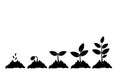 Planting seed sprout in ground. Infographic sequence grow sapling. Seedling gardening tree. Icon, flat isolated on white backgroun Royalty Free Stock Photo