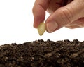 Planting A Seed XXXL Royalty Free Stock Photo