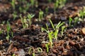 Planting seedling of morning glory grow in fertile soil in the vegetable garden. Green seedling from farm organic agriculture and