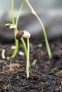 Planting seedling of yard long beans grow in fertile soil in the vegetable garden. Green seedling from farm organic agriculture