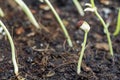 Planting seedling of yardlong beans grow in fertile soil in the vegetable garden. Green seedling from farm organic agriculture and